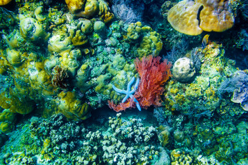Starfish and corals