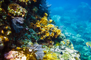Naklejka na ściany i meble Underwater life in the tropics
