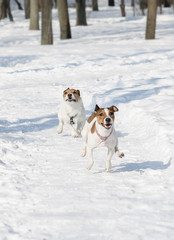 Fototapeta na wymiar Two dogs racing on snow path at winter park