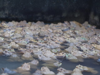 Adult frogs in farm pond for breeding and sell in Thailand. Adul