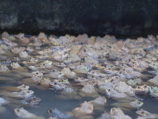 Adult frogs in farm pond for breeding and sell in Thailand. Adul