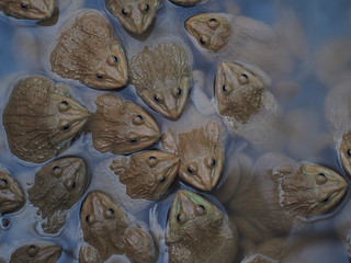 Adult frogs in farm pond for breeding and sell in Thailand. Adul