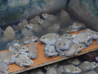 Adult frogs in farm pond for breeding and sell in Thailand. Adul