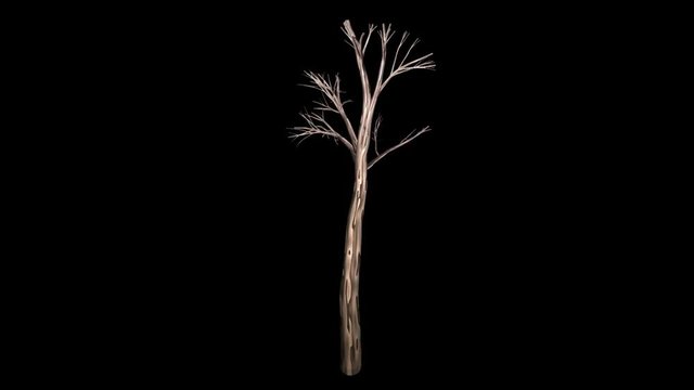 Old brown bare tree timelapse
