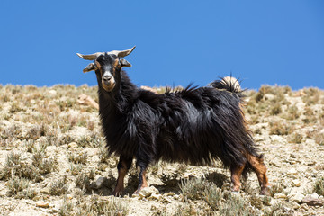 Domestic goat in mountain area in Nepal.