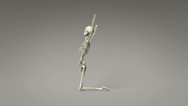 Yoga Camel Pose Of Human Skeletal