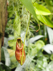 Close up of nepenthes plant-eating insects in tropical forests.
