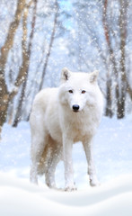 Arctic wolf winter in nature