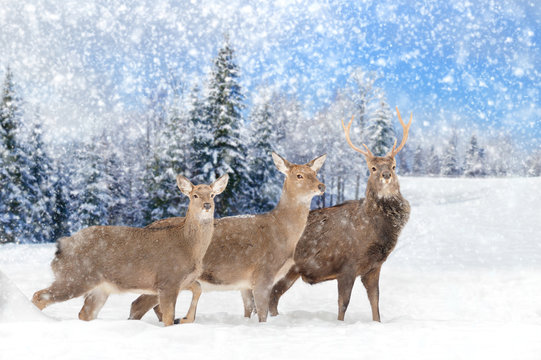 Fototapeta Deer in winter forest