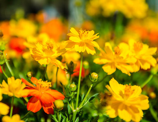 beautiful Flowers in garden