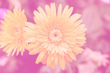 Beautiful yellow gerbera in the garden with color filter.