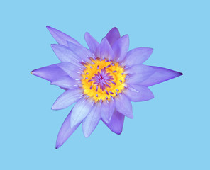 blue lotus or water lily isolated on blue background