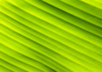 Natural surface green banana leaf background 