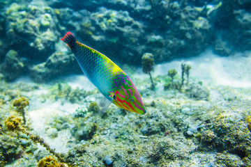 Naklejka na ściany i meble Colorful Tropical Fish