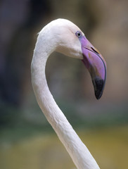 Fototapeta premium Розовый фламинго