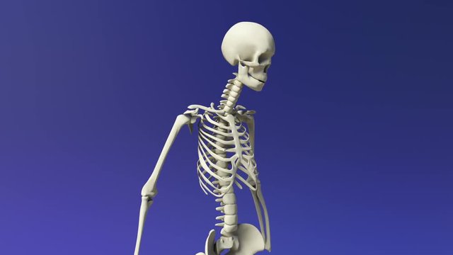 The Human Skeletal System