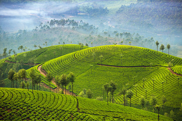 Tea plantations in Munnar, Kerala, India - obrazy, fototapety, plakaty