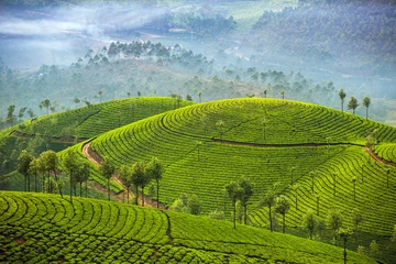 Tableaux ronds sur aluminium brossé Colline Les plantations de thé à Munnar, Kerala, Inde
