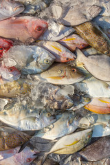 Fresh tropical fish on ice in the Kota Kinabalu market, Borneo,