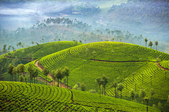 Fototapeta Plantacje herbaty w Munnar, Kerala, Indie