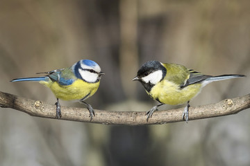 tit and blue tit sitting on a branch next to the Park