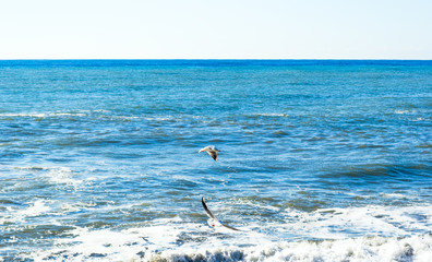 Seagull birds flying over the sea, fighting for fish rests