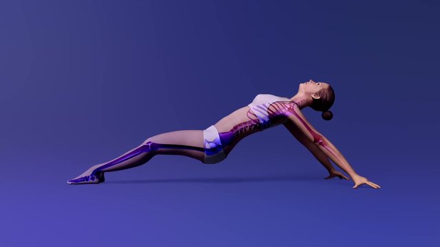 Upward Plank Pose Of Stretching Young Female With Visible Skeleton