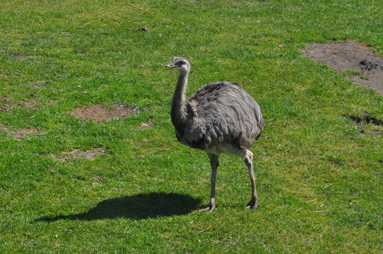 Emu - Vogelstrauß
