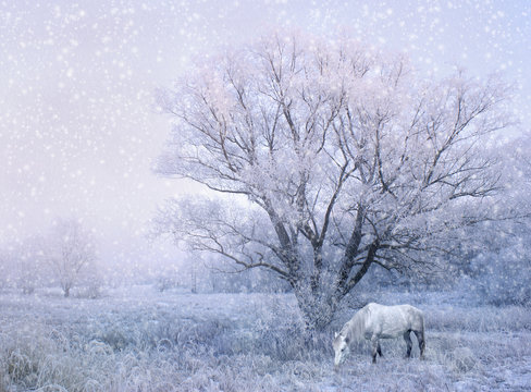 winter fairy tale landscape with white horse grazing under snow covered tree