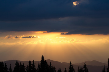 Sunrise in the mountains. Outlines of spruce tops and the sun's rays make their way through clouds   peaks.  background. Coniferous forest