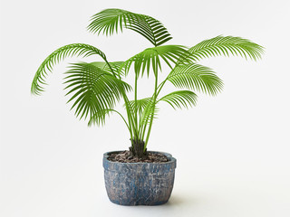 3D Palm Tree in a Ceramic Flowerpot