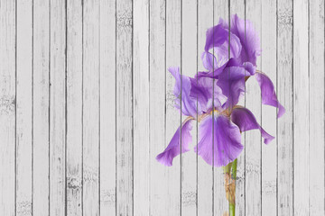 Purple Iris flower on vintage wooden panels background, Retro style home decoration