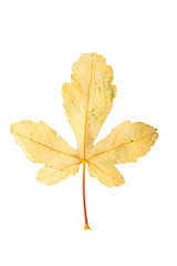 Closeup Photograph of autumnal withering maple tree or acer tree