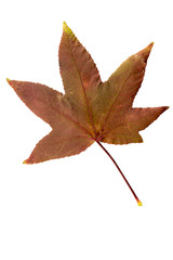 Closeup Photograph of autumnal withering maple tree or acer tree