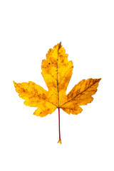 Closeup Photograph of autumnal withering maple tree or acer tree