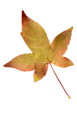 Closeup Photograph of autumnal withering maple tree or acer tree