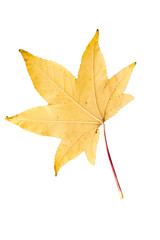 Closeup Photograph of autumnal withering maple tree or acer tree