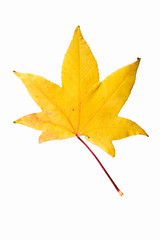 Fototapeta premium Closeup Photograph of autumnal withering maple tree or acer tree