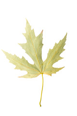 Closeup Photograph of autumnal withering maple tree or acer tree