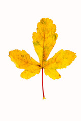 Closeup Photograph of autumnal withering maple tree or acer tree