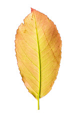 Close-up Photograph of a withering autumnal leaf isolated on whi