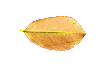 Close-up Photograph of a withering autumnal leaf isolated on whi