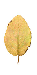 Close-up Photograph of a withering autumnal leaf isolated on whi