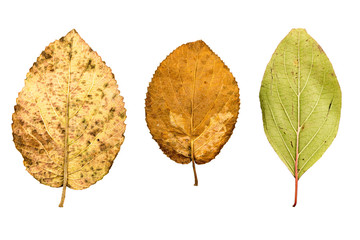 Close-up Photograph of a withering autumnal leaf isolated on whi