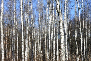 Beautiful landscape with white birches. Birch trees in bright sunshine. Birch grove in autumn. The trunks of birch trees with white bark. Birch trees trunks.