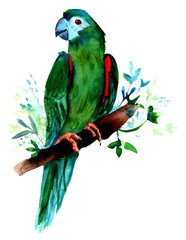 Obraz premium Watercolor drawing of green parrot, vintage style, isolated