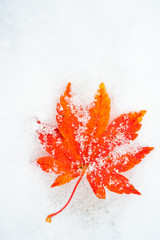 Red maple leaf on a white snow in winter season, Autumn maple leaf in the snowy day for background
