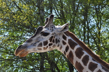 Giraffe