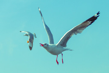 Seagull flying for food at the sea-Vintage filter