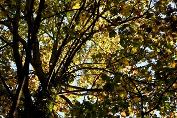 Leaves in autumn in the forest
